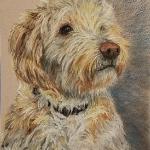 Starsky Chevalier, Golden Doodle. Pastel, 2017