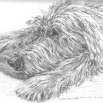 Caleirose Waskiewicz, Irish Wolfhound love and sweetness. Charcoal, 2015