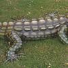 Alligator Large (#3797)
10.5"h x 40"w x 51"l
©1997 Kristen Muench
photo by KM
