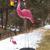 Giant Pink Flamingo (#5112)
96"tall x 30"h x 13"w x 64"long plate 31.5"dia
Commissioned by Misco Home and Garden, Dunellen, NJ
©2012 Kristen Muench
Photo by KM