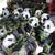 Pandas in process at studio
Papier Mache 40 Pandas Project
Commissioned by Instructure, Inc.
40 Pandas (#1012-5012) each approx. 36"h x 24"w x 26"d
©2012 Kristen Muench